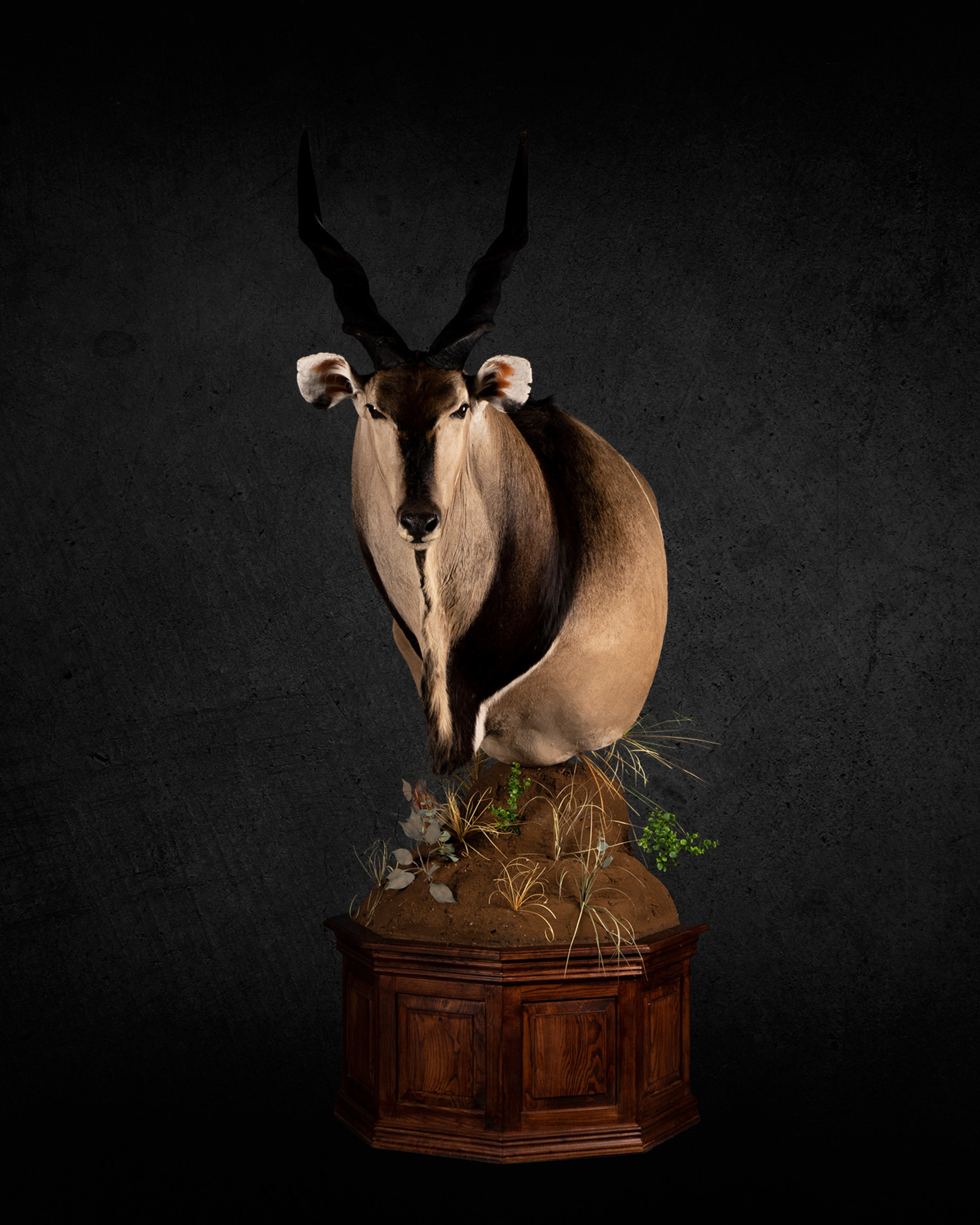 Lord Derby Eland Wall Pedestal Right Shoulder Splitting Image